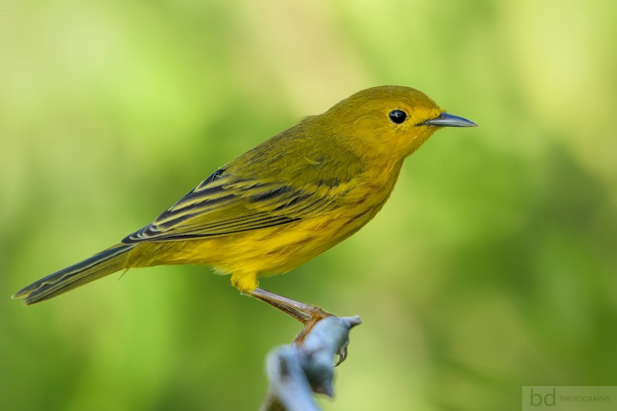 Northern/Mangrove Yellow Warbler - ML133915501