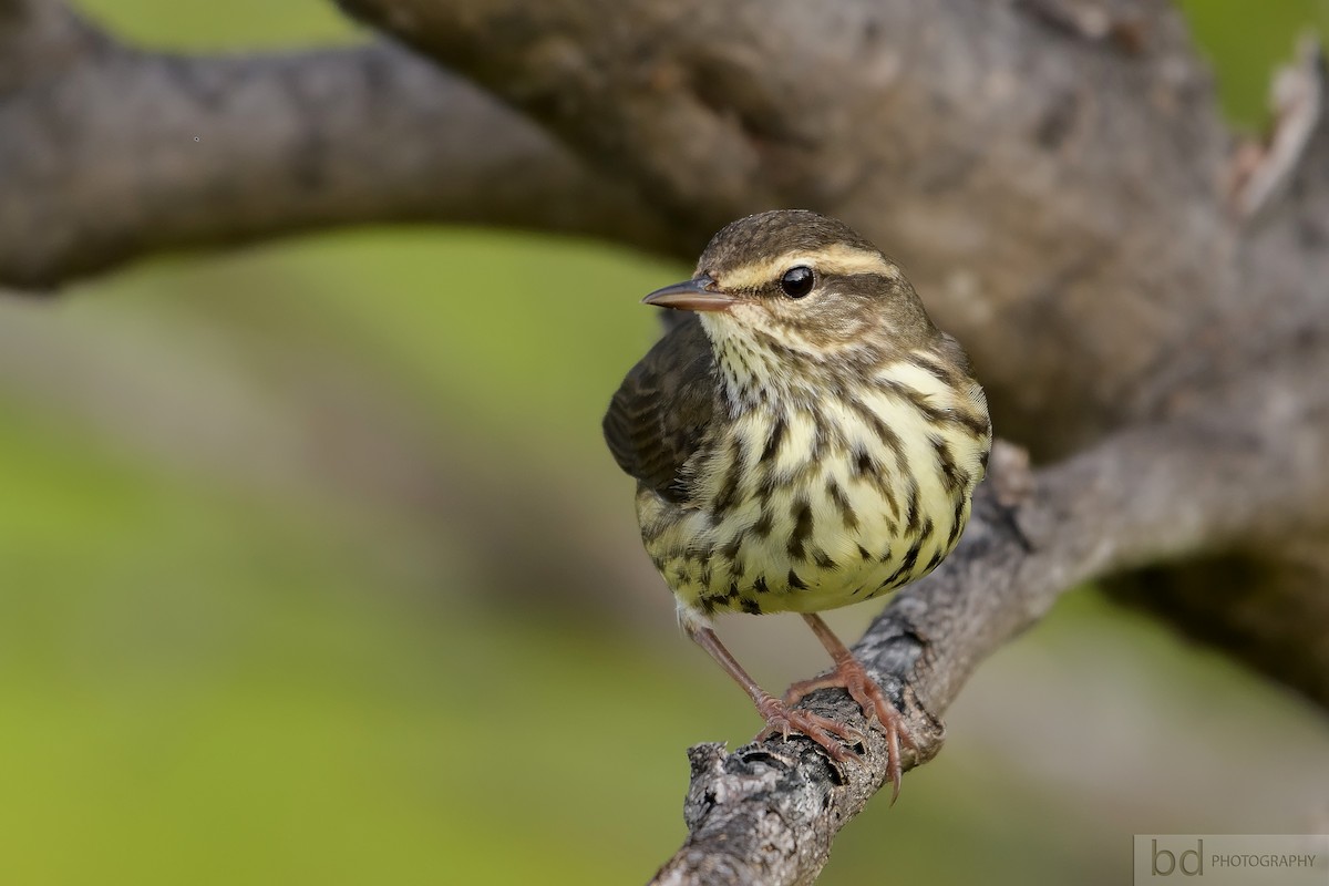 Northern Waterthrush - ML133917581