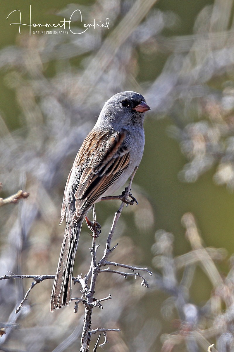 Black-chinned Sparrow - Doug Hommert