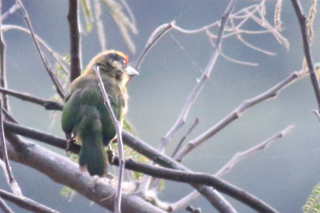 Golden-throated Barbet - ML133918821