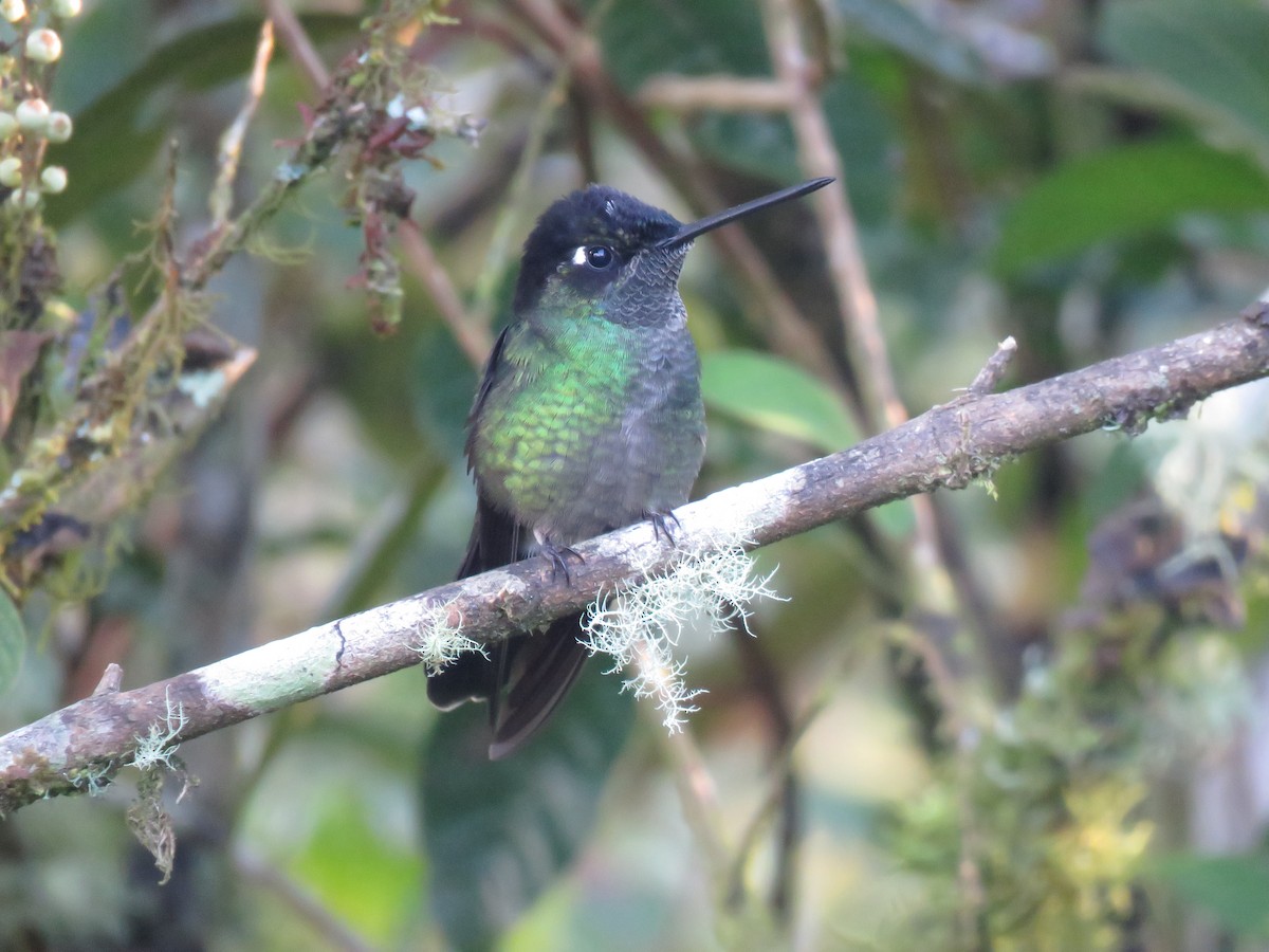 Talamanca Hummingbird - ML133919331