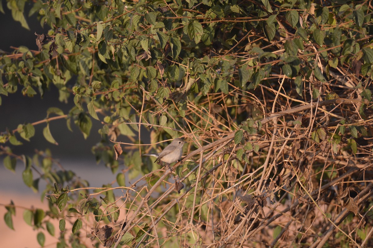 Taiga Flycatcher - ML133920541