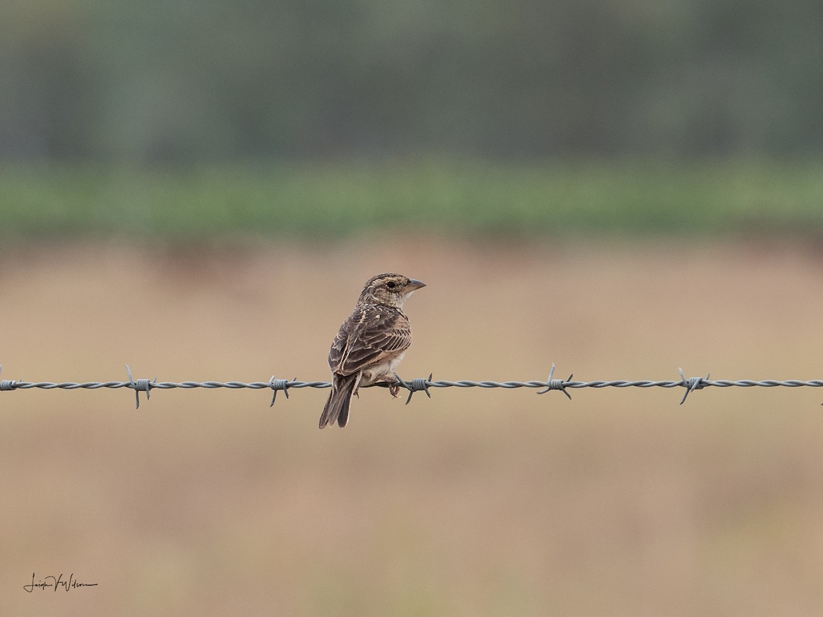 Singing Bushlark (Australasian) - ML133920611