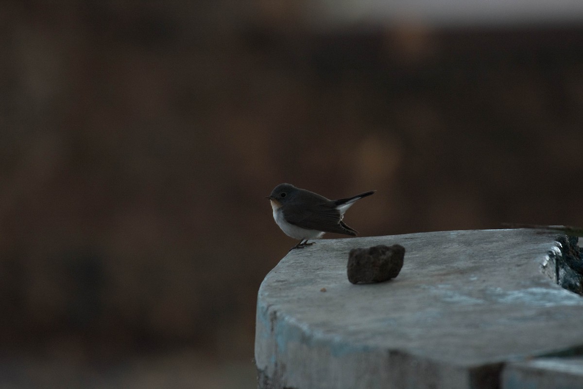 Red-breasted Flycatcher - ML133920861