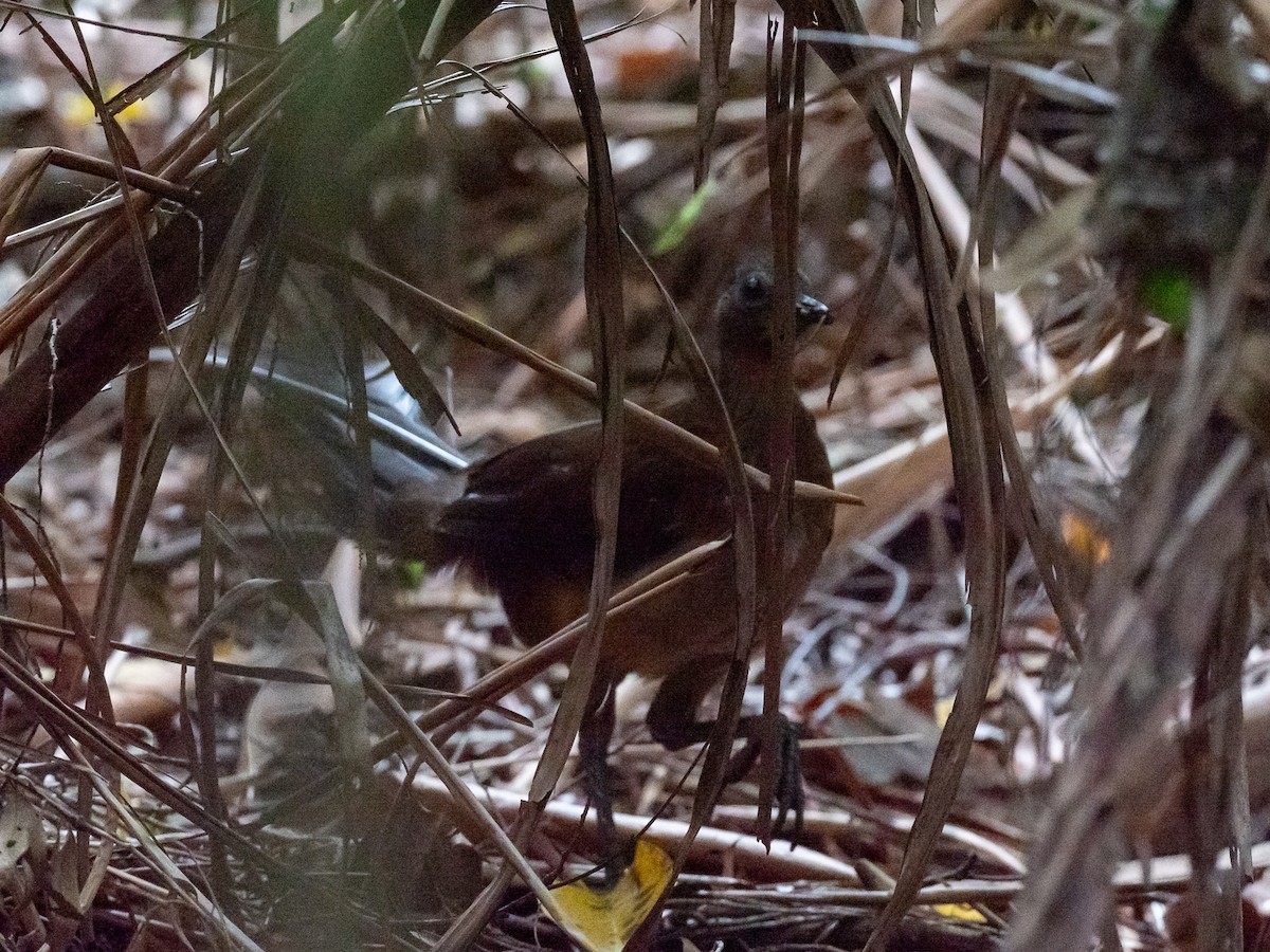 Albert's Lyrebird - ML133921131