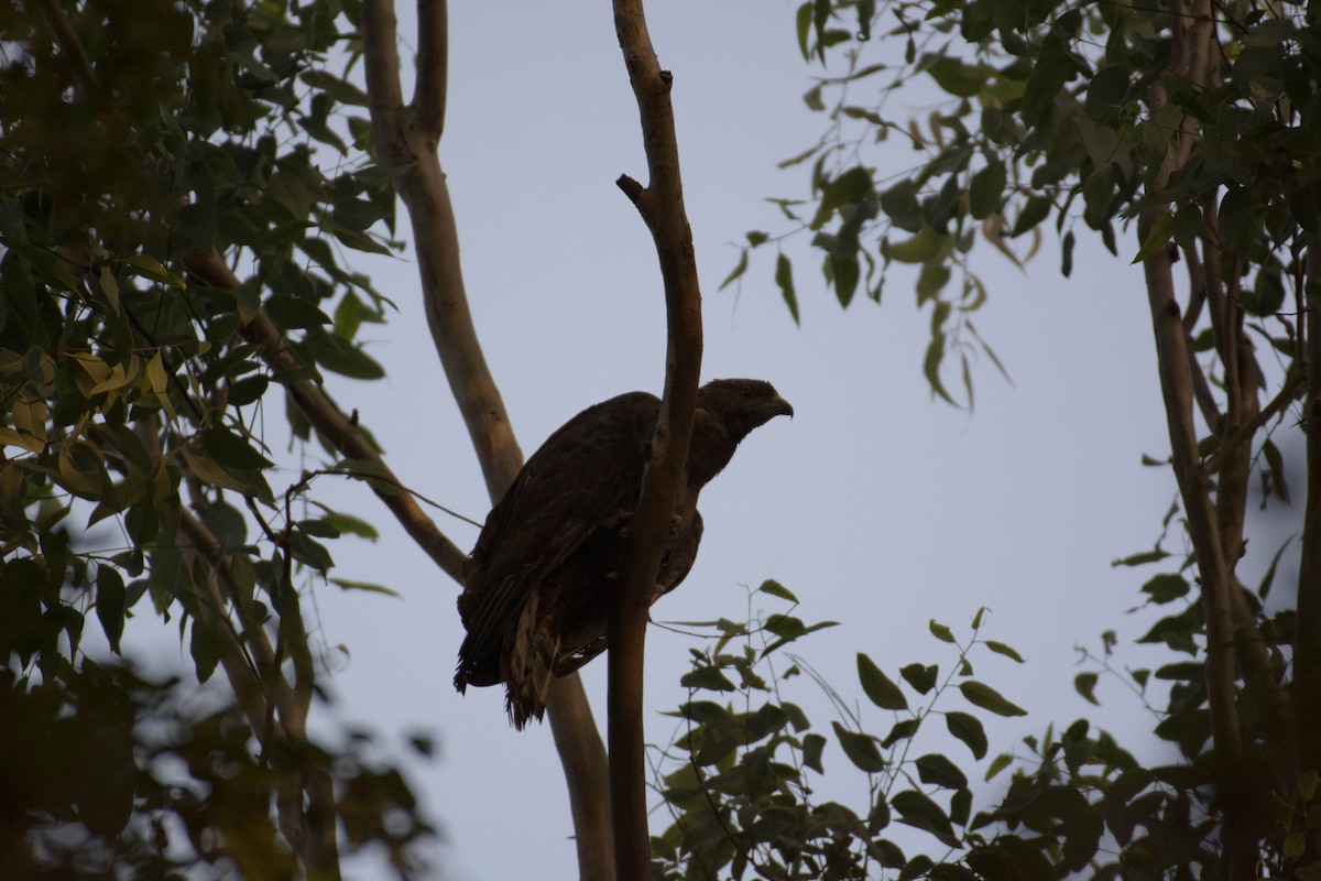 Oriental Honey-buzzard - ML133921231