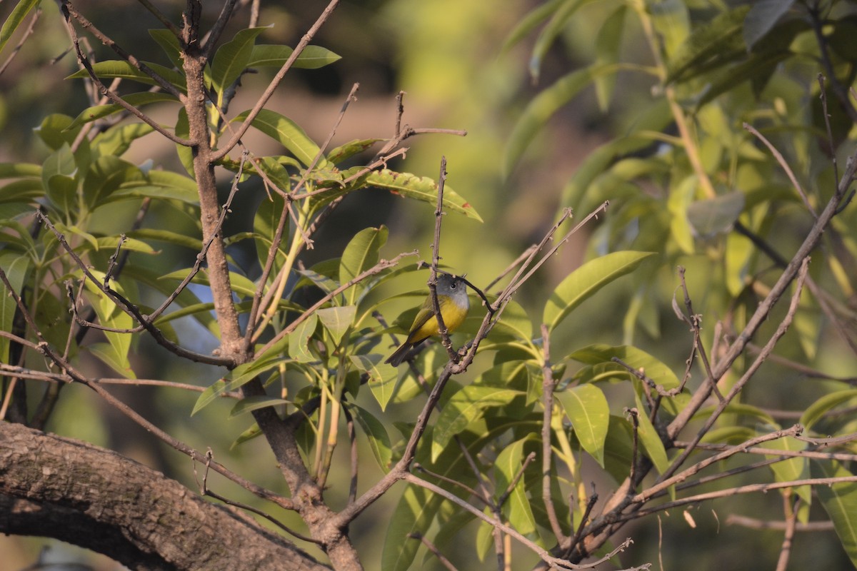Gray-headed Canary-Flycatcher - ML133921271