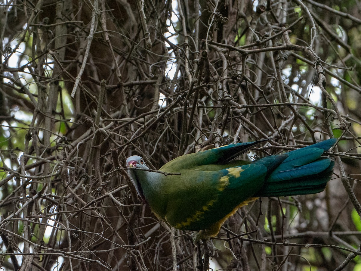 Wompoo Fruit-Dove - ML133921291