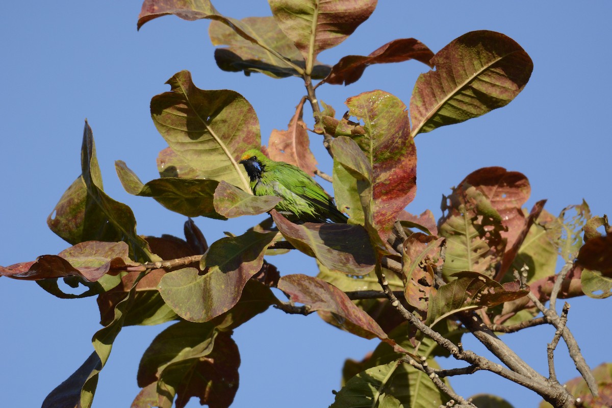 Golden-fronted Leafbird - ML133921351