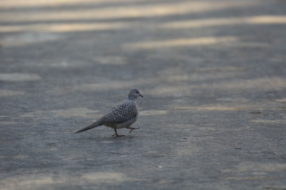 Spotted Dove - ML133921911