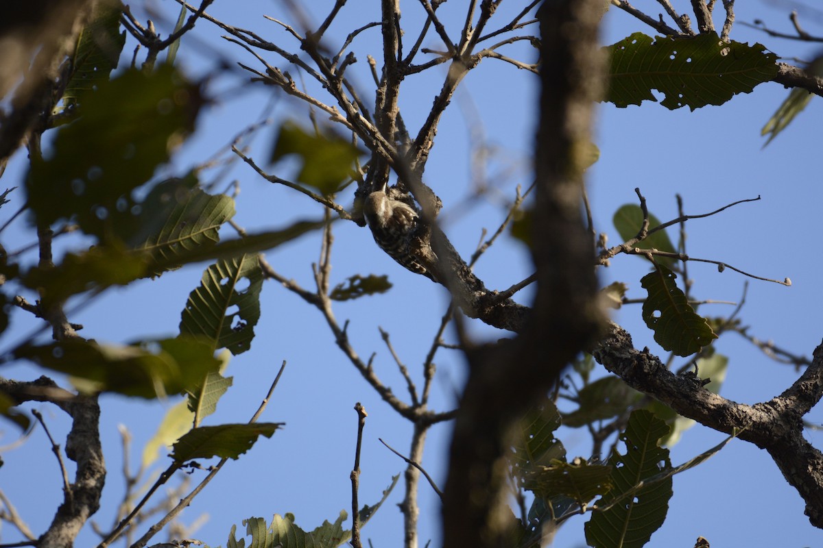 Brown-capped Pygmy Woodpecker - ML133922101