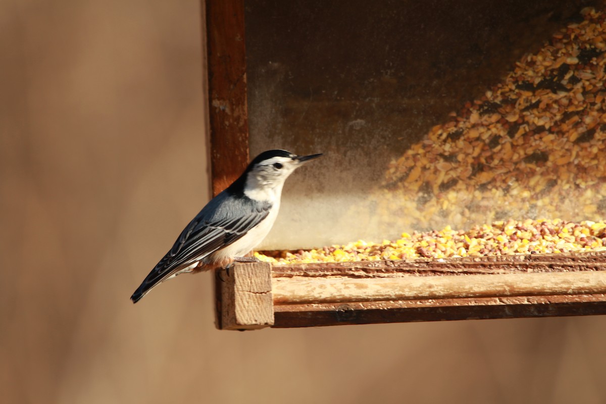 White-breasted Nuthatch - ML133922121