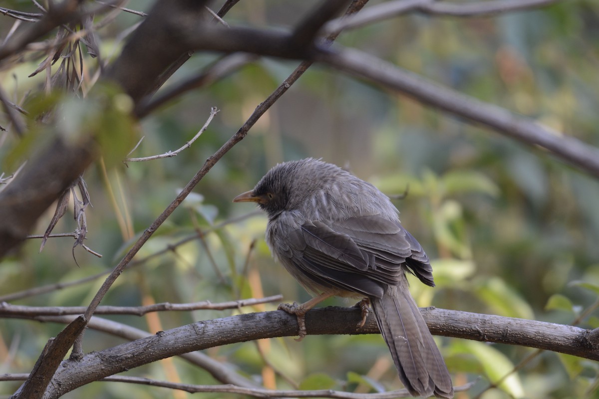 Jungle Babbler - ML133922281