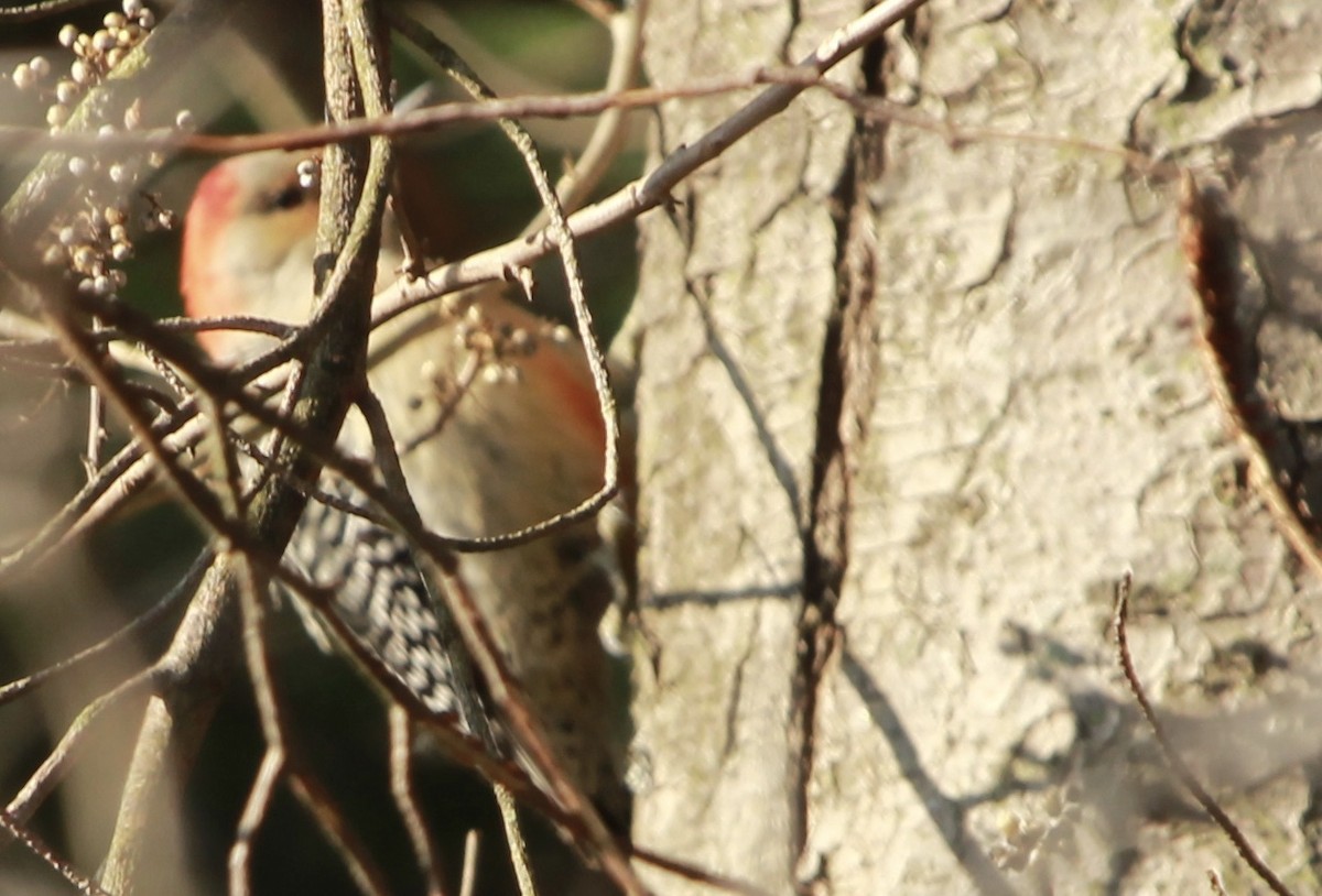 Red-bellied Woodpecker - ML133922351