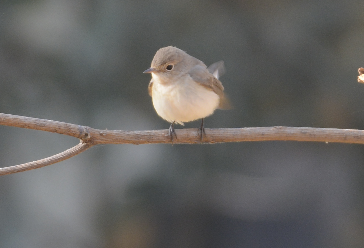 Ficedula sp. - ML133922641