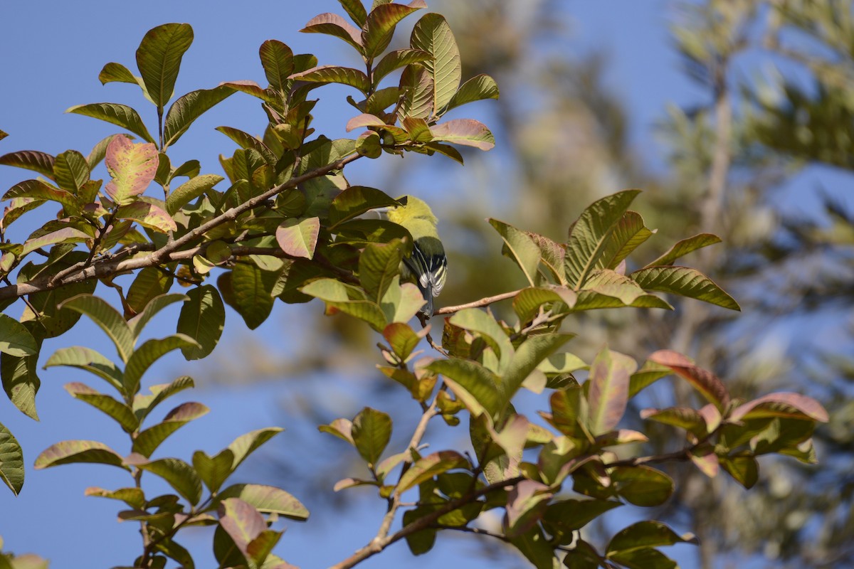 Common Iora - ML133922791