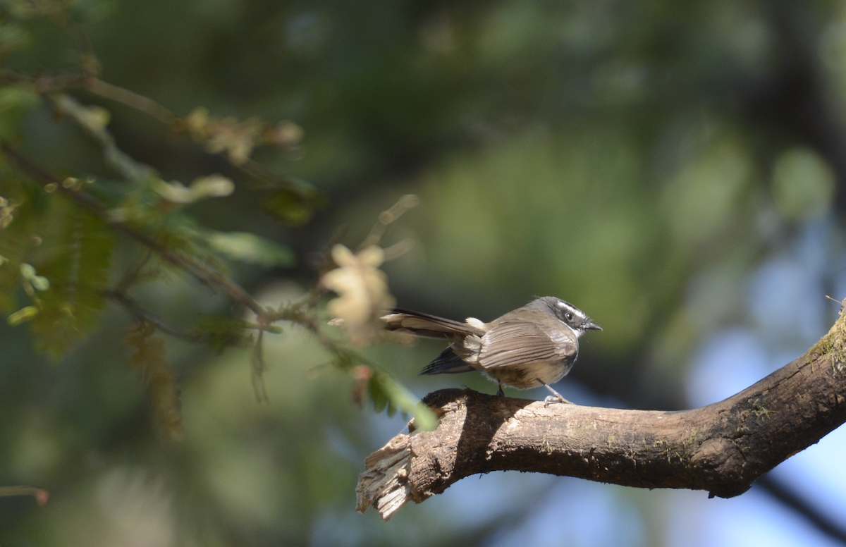 Spot-breasted Fantail - ML133923061