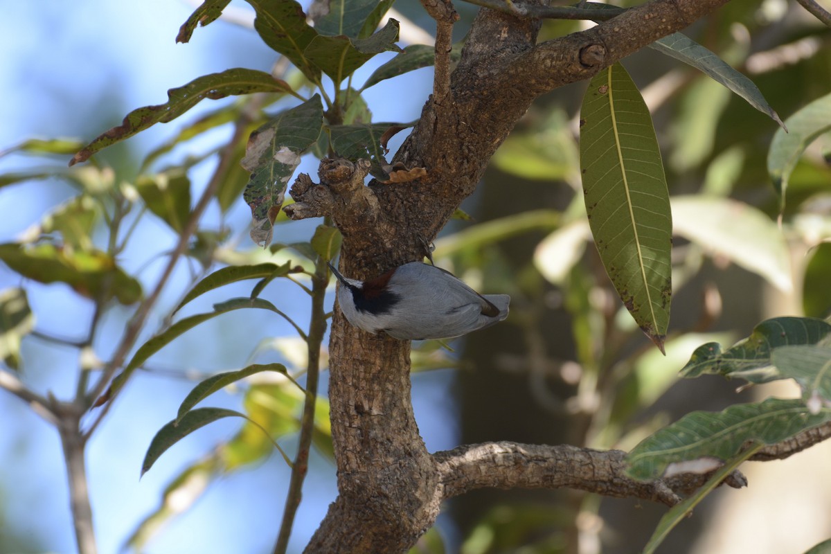 Indian Nuthatch - ML133923161
