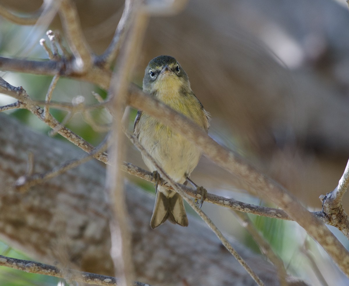 Pine Warbler - ML133924521