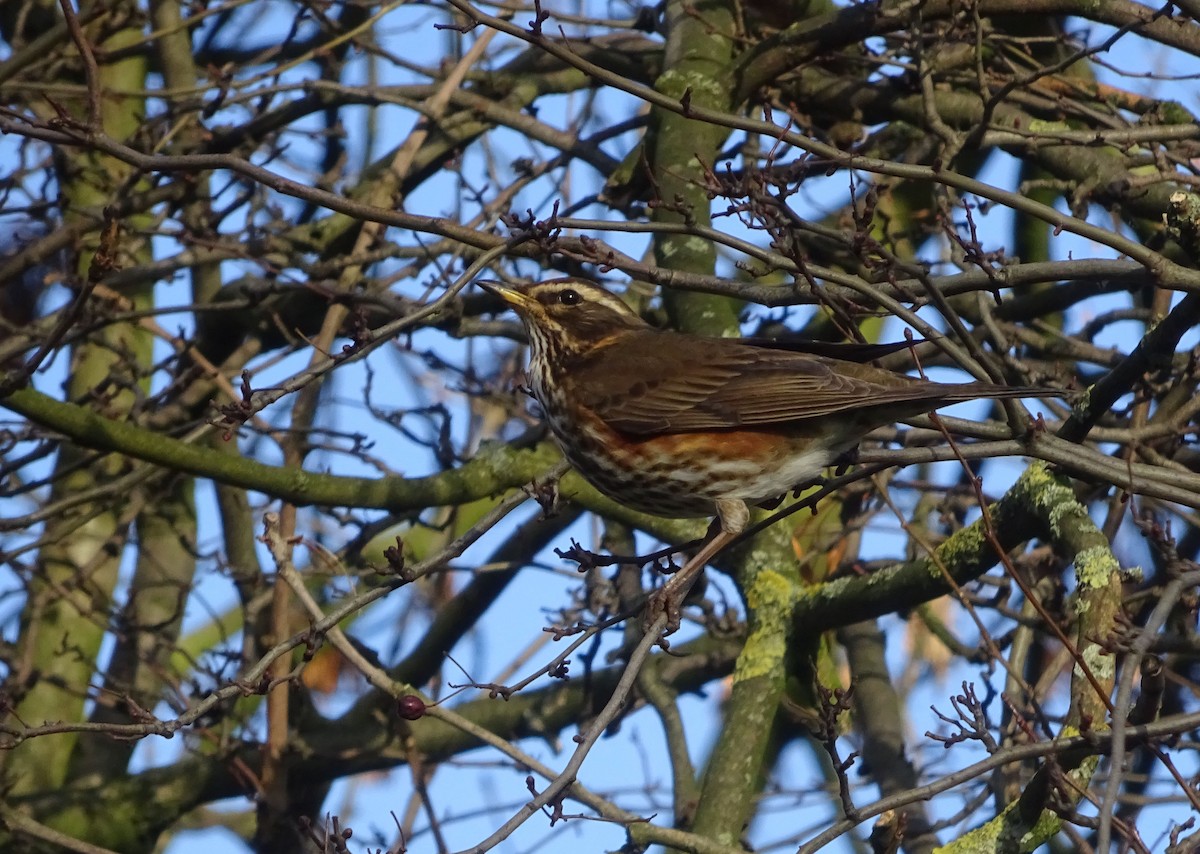 Redwing (Eurasian) - ML133927581