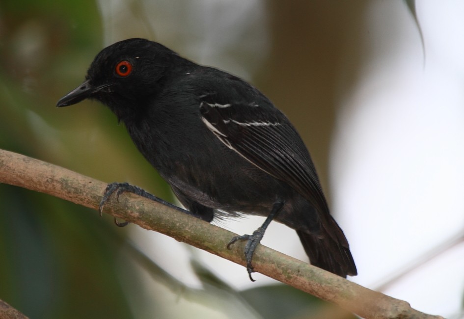Black-tailed Antbird - Fabio Olmos