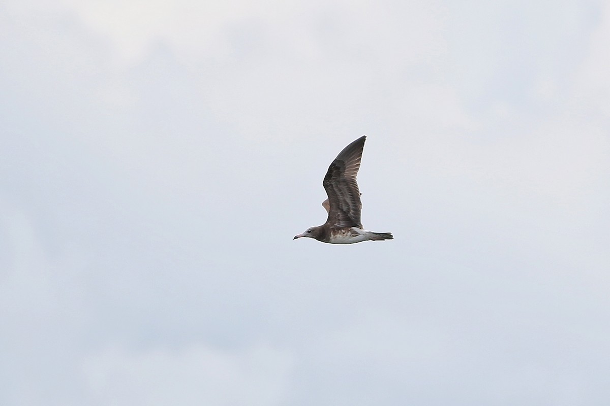 Black-tailed Gull - ML133930391