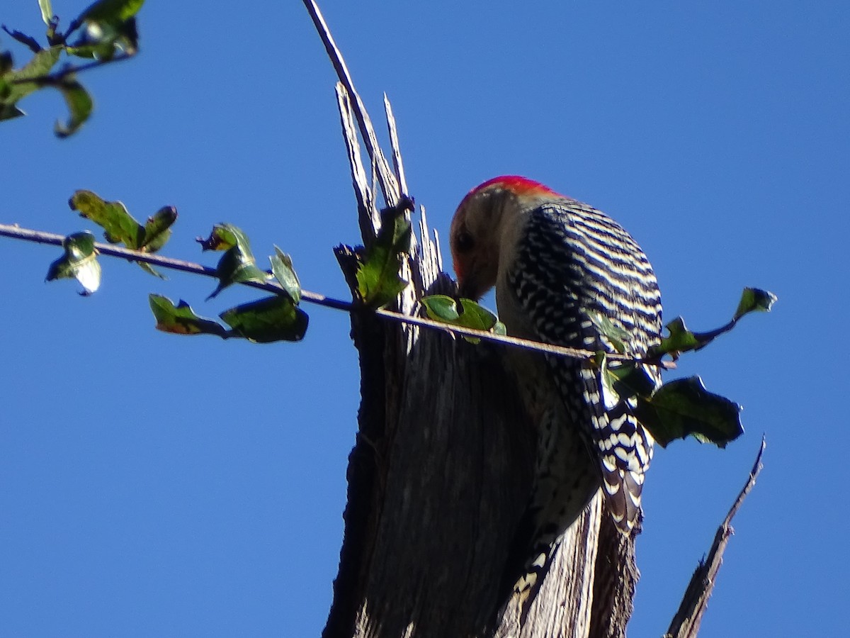 Red-bellied Woodpecker - ML133931661