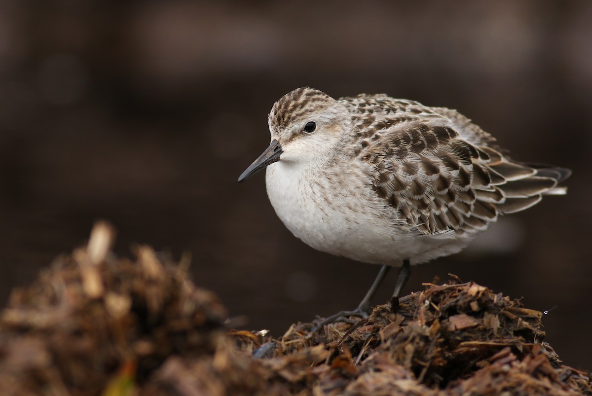 Semipalmated Sandpiper - ML133931741