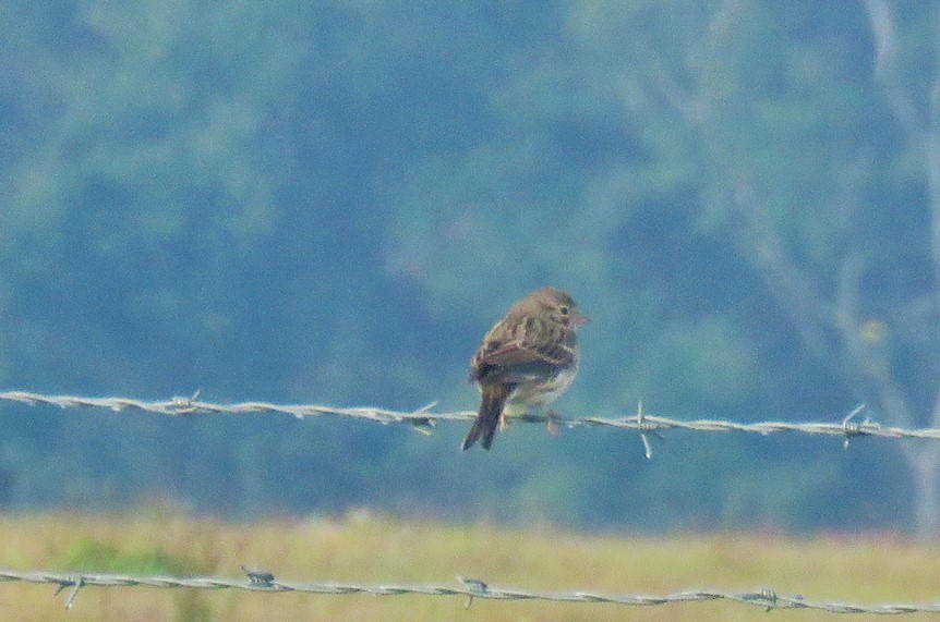 Vesper Sparrow - ML133931801