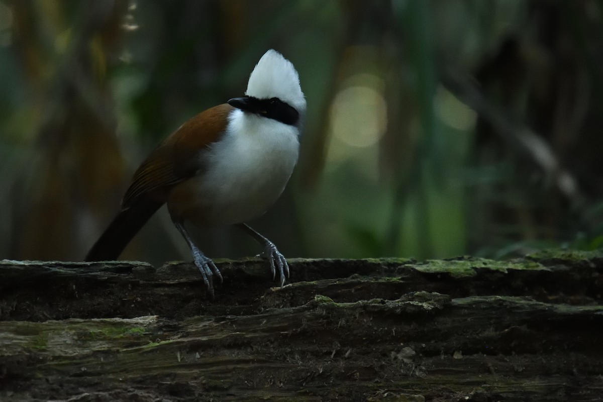 White-crested Laughingthrush - ML133934371