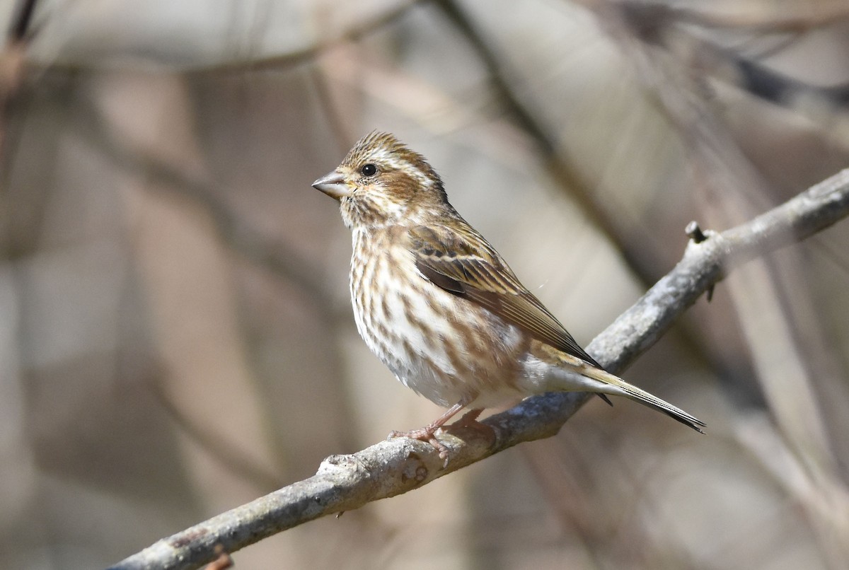 Purple Finch - Robert Dobbs