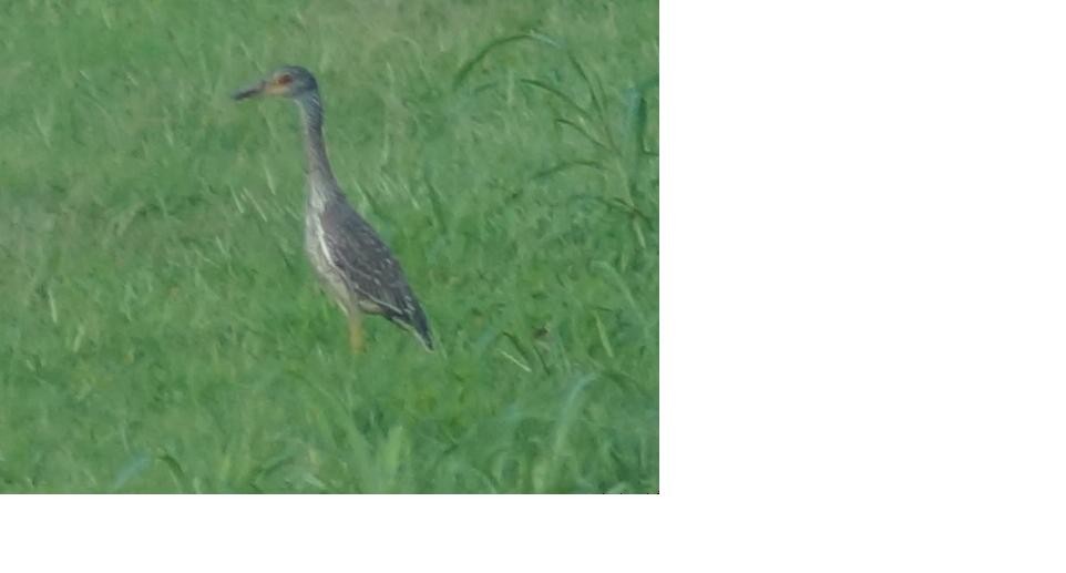 Yellow-crowned Night Heron - ML133938591