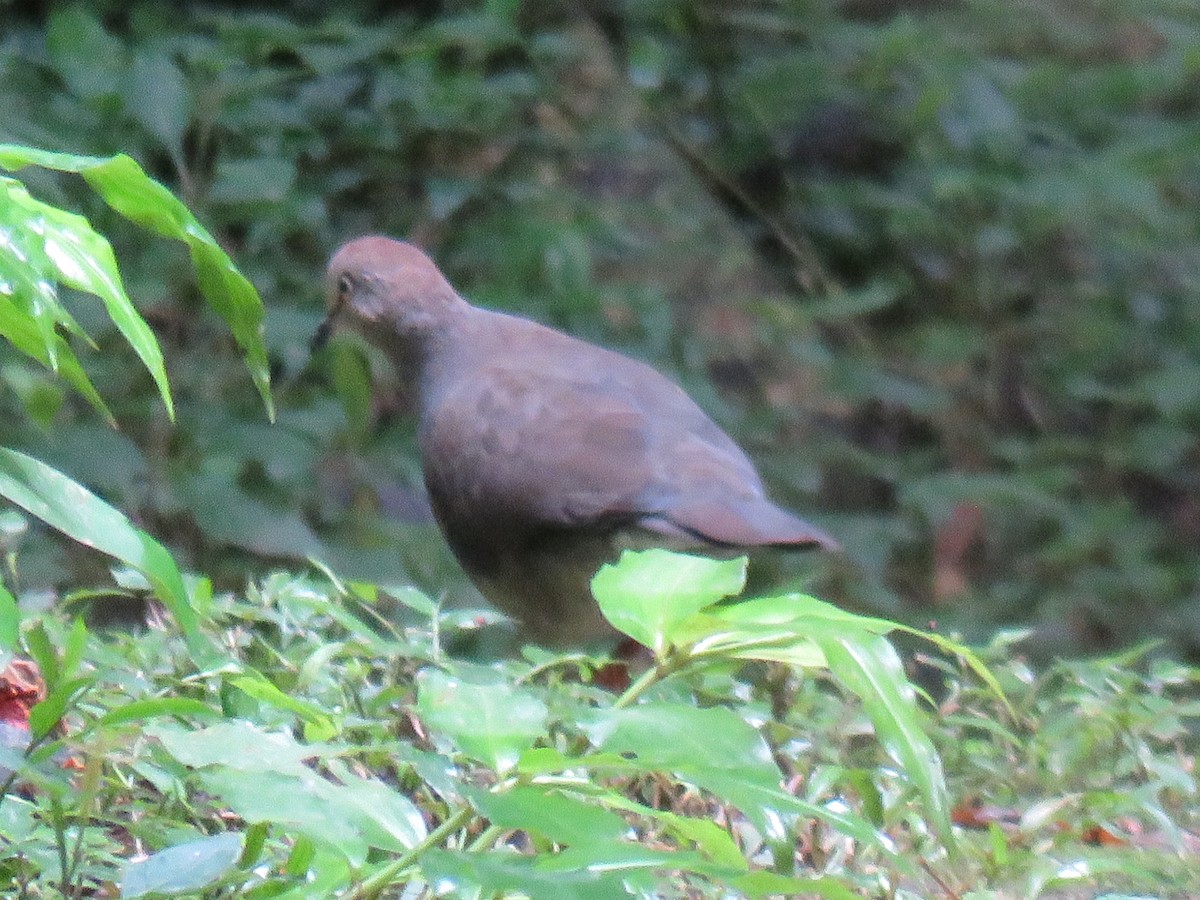 Gray-chested Dove - ML133938821
