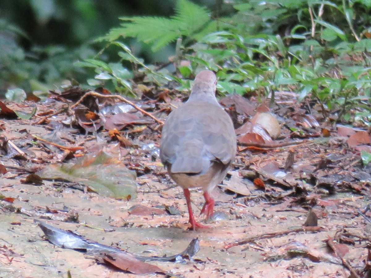 Gray-chested Dove - ML133938851