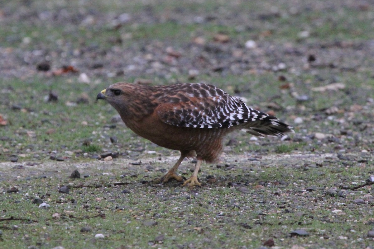 Red-shouldered Hawk - ML133944081