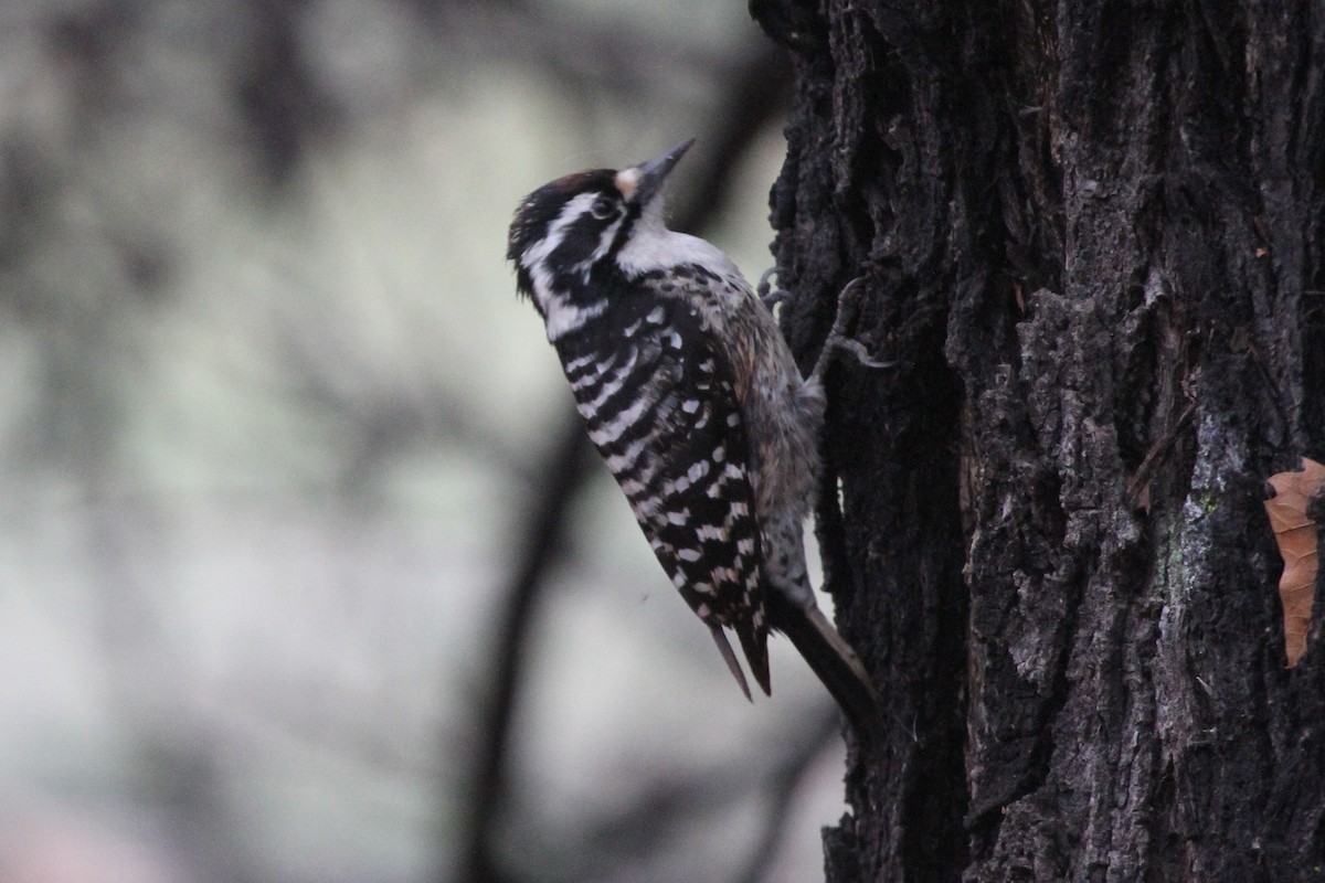 Nuttall's Woodpecker - ML133944151