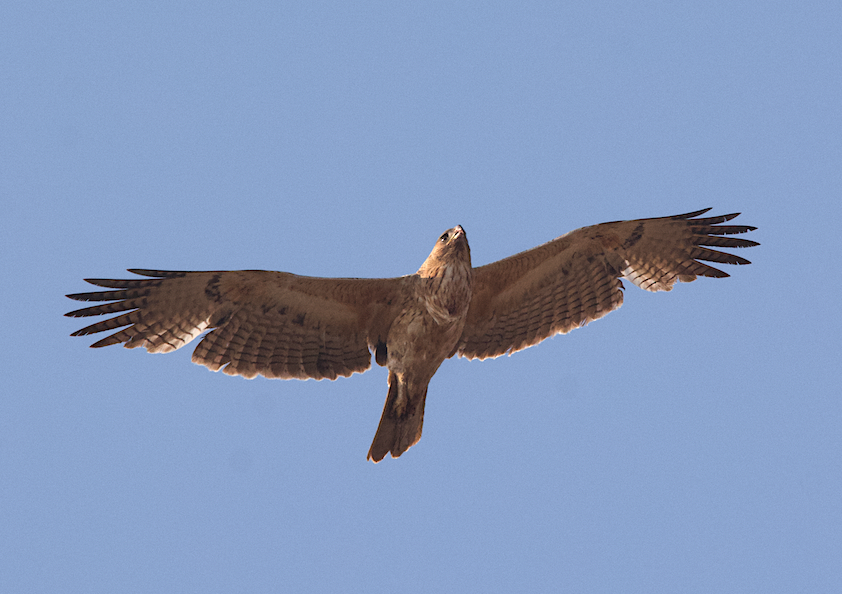 Aigle de Bonelli - ML133944201