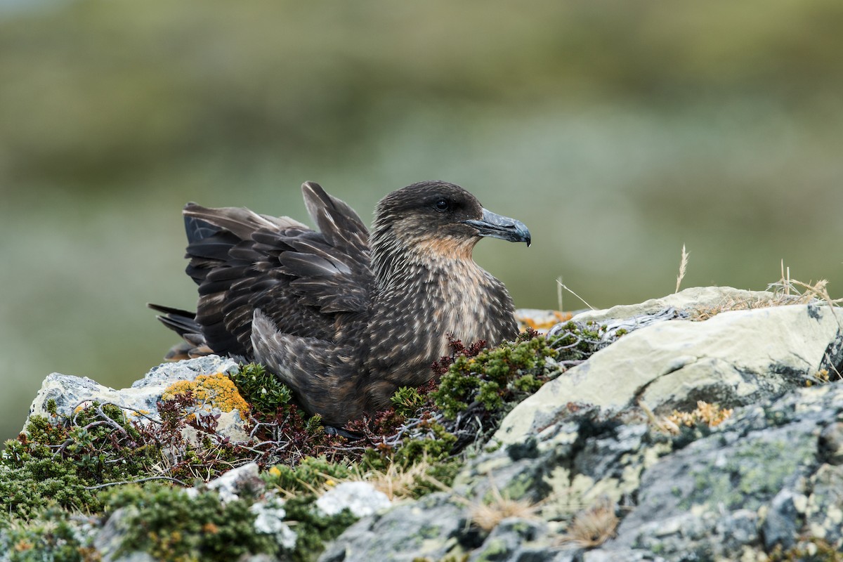eBird Checklist - 28 Jan 2015 - Isla H - 1 species