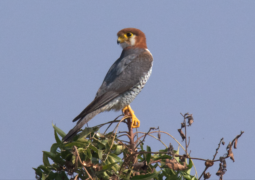 Red-necked Falcon - Ashis Kumar  Pradhan