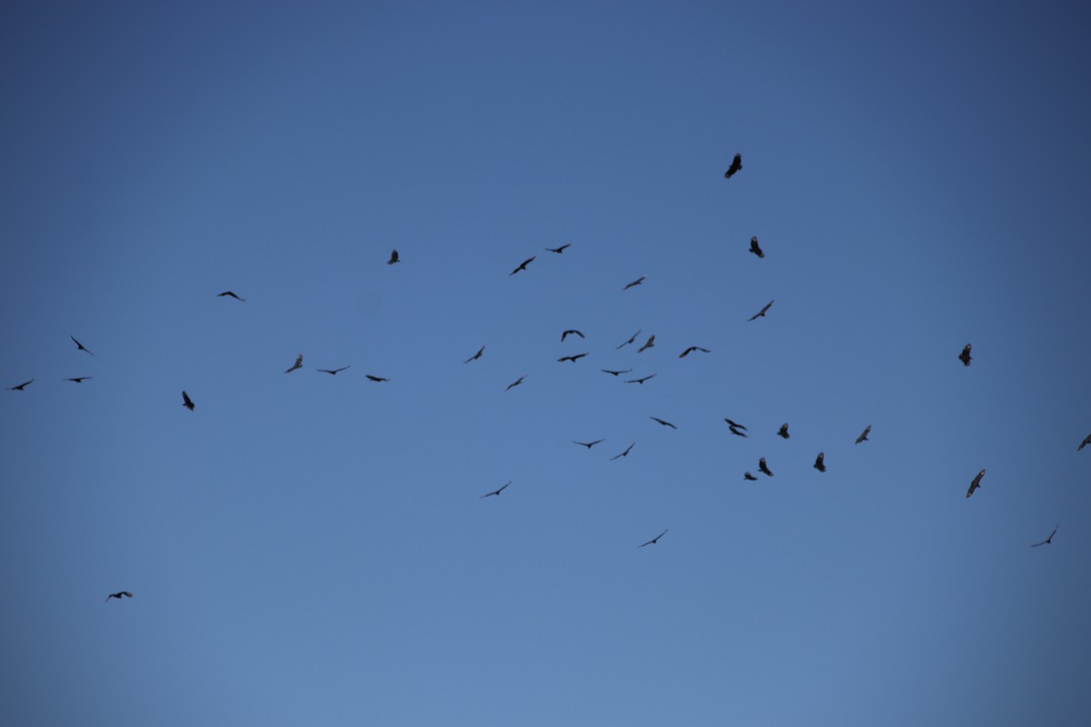 Black Vulture - Carol Beardmore