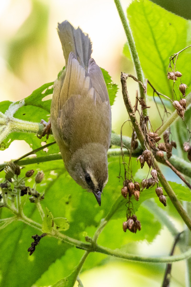 Citrine Warbler - ML133947861