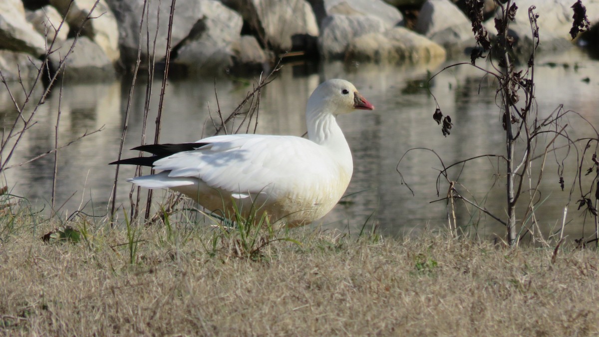 Ross's Goose - ML133948451