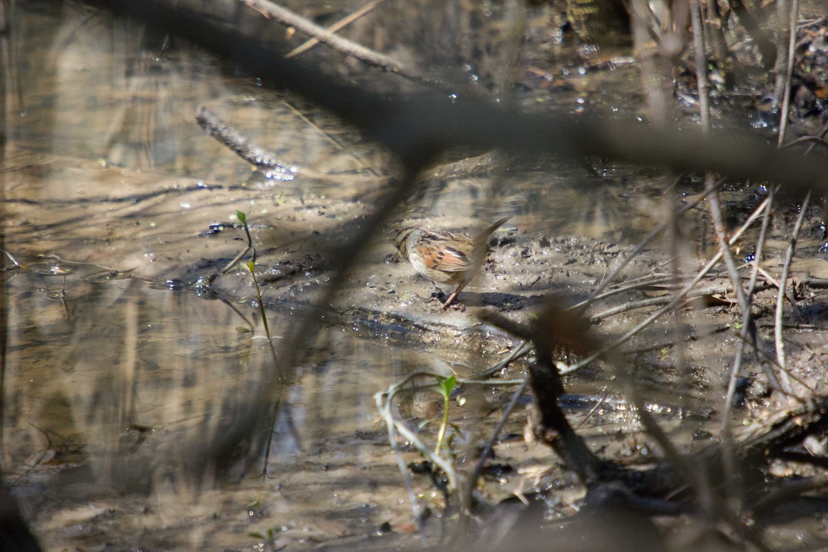 Swamp Sparrow - ML133949151