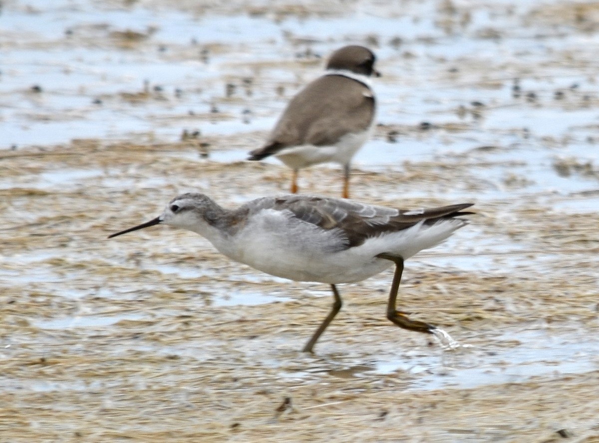 Wilson's Phalarope - ML133949471