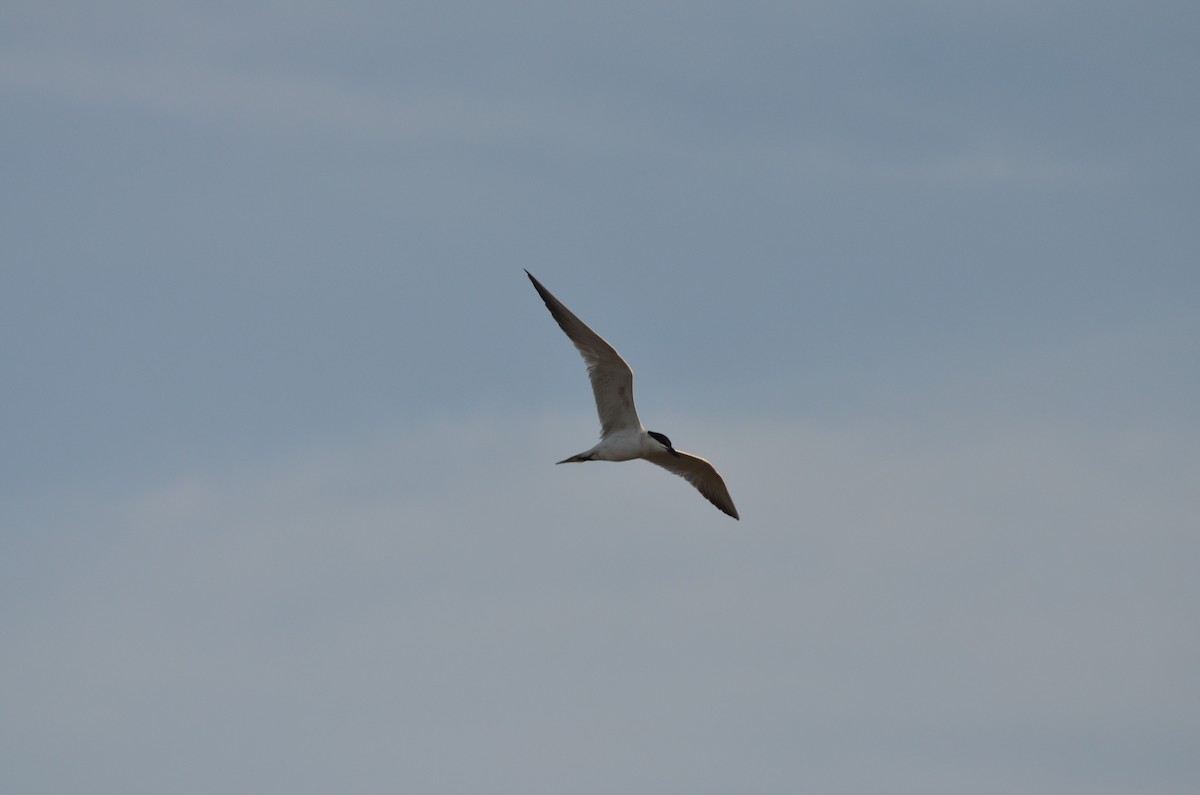 Gull-billed Tern - ML133950541