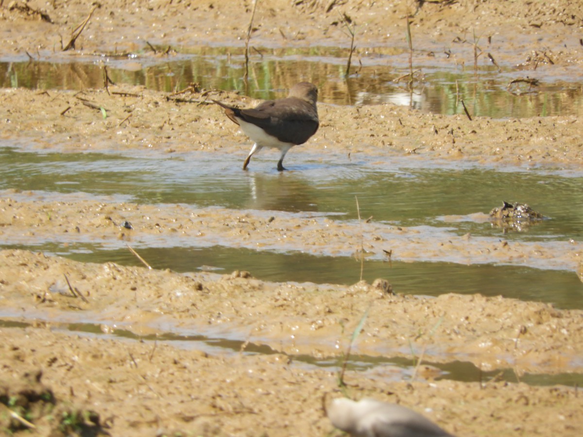 Oriental Pratincole - ML133950861