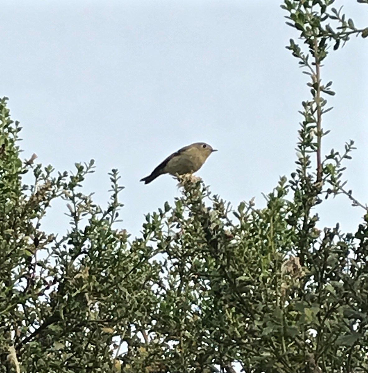 Ruby-crowned Kinglet - ML133951751