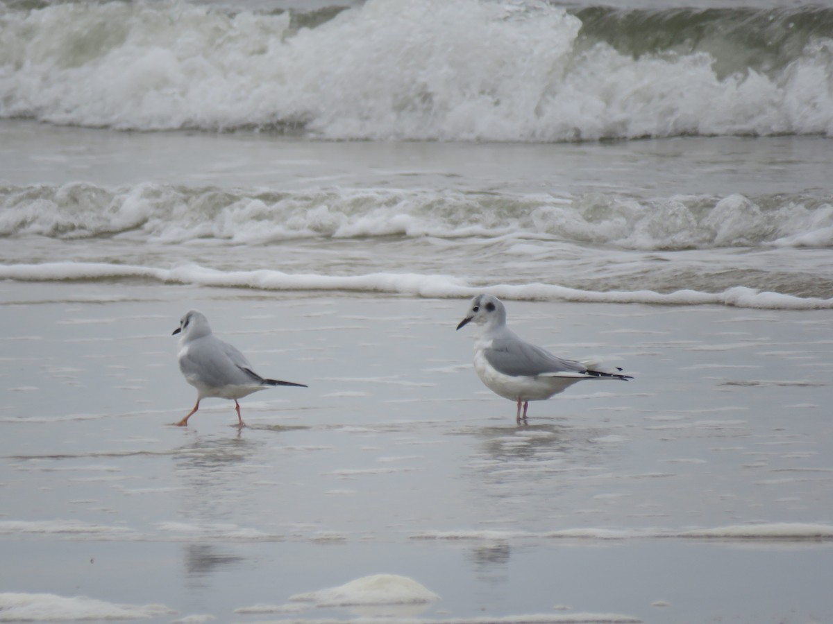 Bonaparte's Gull - ML133952091