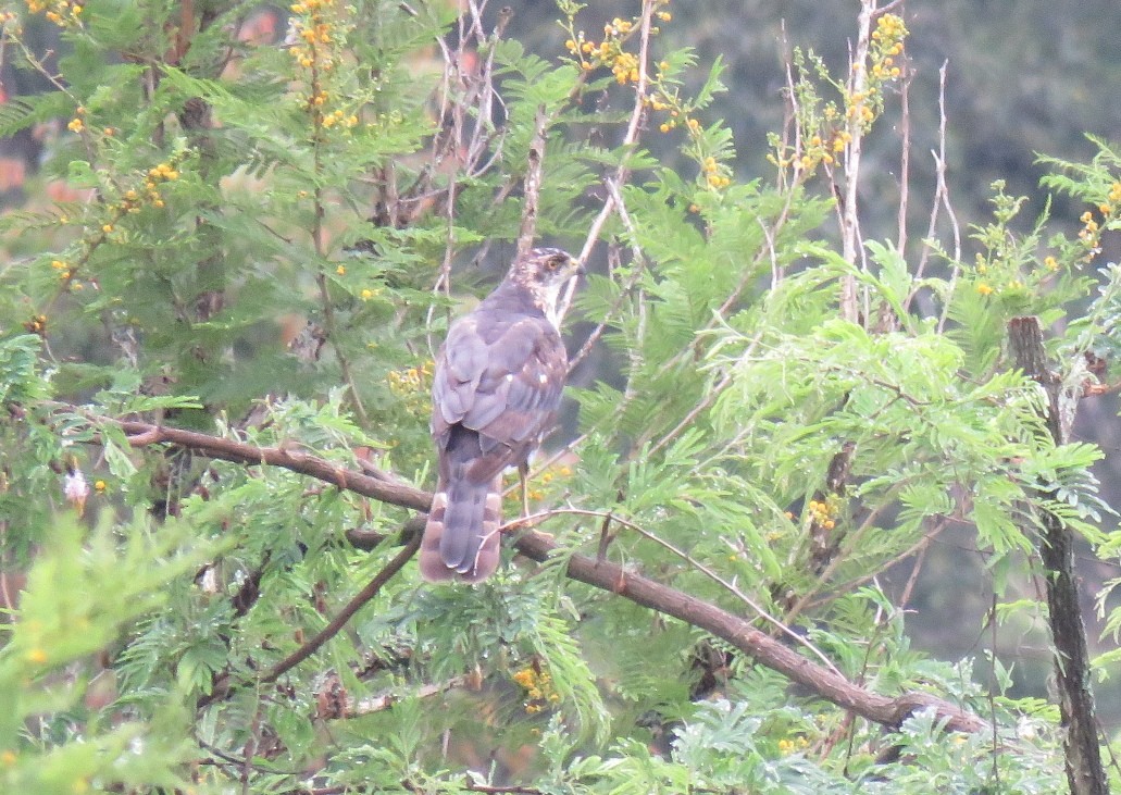 Black Goshawk - ML133953101