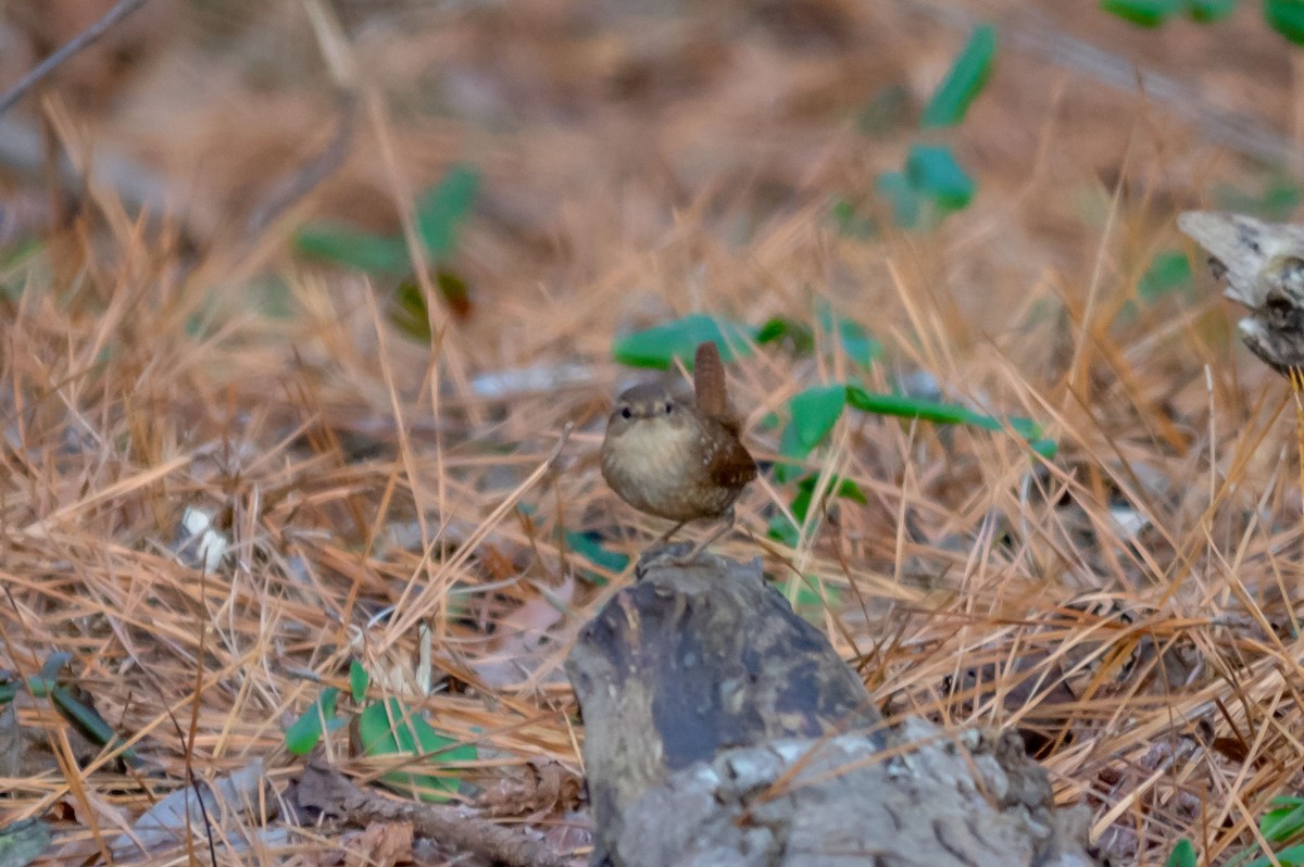 Winter Wren - ML133953181